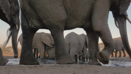 Wall Mural - herd of thirsty african elephants (loxodonta africana) approaching a well in north botswana