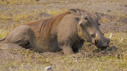 Wall Mural - close up of warthog (phacochoerus africanus) foraging on roots in dry grassland