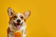 Corgi dog holding glass of orange juice with slice of orange, looking happy banner on yellow background