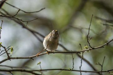 Wall Mural - the goldcrest the smallest resident bird in Britain perched in a tree with a blurred background