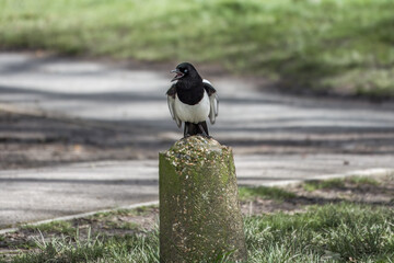 Wall Mural - The Eurasian Magpie thought to rank amongst the worlds smartest creatures perched on a concrete post