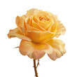 Closeup shot of a yellow hybrid tea rose with transparent background