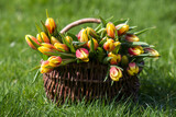 Fototapeta  - Colorful fresh tulips in wicker basket in the garden