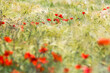 in the meadow - wild poppy flowers - soft focus