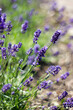 lavender flowers in the garden - soft focus