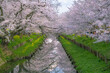 桜並木と小川
