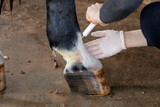 Fototapeta  - Treatment of horse leg pastern with mud fever in pastern. Lubrication antibacterial ointment for medication.