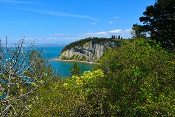 Wall Mural - View of the Moon bay at the coast of the Adriatic sea in Littoral region, Slovenia with a flowering manna ash (Fraxinus ornus) tree