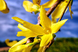 Fototapeta  - close-up of a forsythia flower blooming in spring