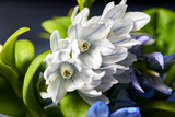 Fototapeta  - close-up of a Siberian squillflower blooming in spring