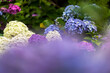 千葉県　本土寺の紫陽花　
