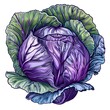 Cabbage on white background, color graphical illustration generated with AI.Vegetables