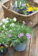 potted  in bloom and a wicker basket filled with flowers and gardening tools on wooden table wet after the rain