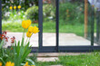 beautiful yellow tulips blooming in a garden in front of the bay windows of a veranda
