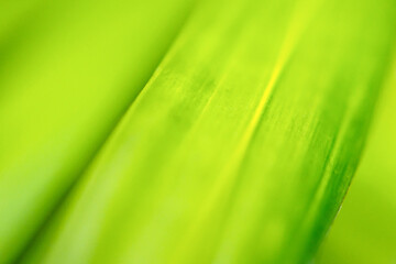 Wall Mural - Natural plant green leaf in garden with bokeh background