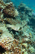 Underwater vertical landscape with corals and puffer fish