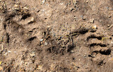 Fototapeta  - Close-up with bear tracks on the ground