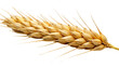 wheat isolated on transparent background