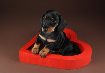 Wall Mural - Cute little dachshund puppy with heart