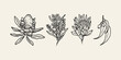 Line art Australian flowers. Banksia seed pod, wattle, protea, eucalyptus