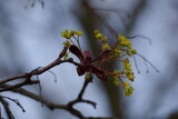 Fototapeta Dmuchawce - wiosenna przyroda ,rośliny budzą sie do zycia park miejski