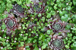 Large sempervivums and the blossoming cymbalaria muralis grow together.Plants in water drops after a rain.