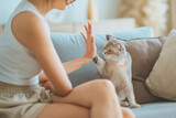 Fototapeta Mapy - Woman and cute Scottish fold cat raising paw giving a high five at home. handshake, pet lover concept