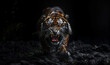 Fierce looking tiger. Black background. With copy space for text. Fierce animal concept. Red glowing eyes. Horror and mystery theme. growling and roaring. Wild animal. sharp teeth. Attack pose