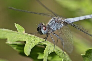 Wall Mural - Little Blue Dragonlet dragonfly (Erythrodiplax minuscula) insect macro on leaf, selective focus. Skimmer species native the the USA.