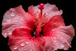 hibiscus pink flower isolated on black, Macro photography