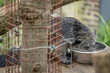 Paris, France - 04 06 2024: The menagerie, the zoo of the plant garden. View of a binturong living in a wooden platform.