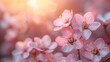   A sunny day features a multitude of pink blossoms blooming, with the sun illuminating the scene and clouds providing a soft background