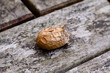 Peanut shells on wooden background close-up