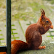 Red squirrel sitting on a green background