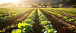 Sunlit Vegetable Field with Fresh Green Lettuce Rows