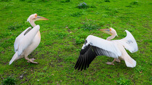 Pair Of St James's Park Pelicans In Central London On Green Ground