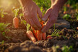 Close-Up of Hands Harvesting Fresh Carrots from Soil