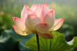 Close up of a pink lotus lower blossom into full bloom, macro photography