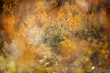 Sticker - Autumn background, colorful  flora in the mountains