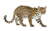 © notannft - Jungle ocelot isolated on transparent background.