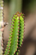 a branch green cactus close-up