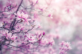 Fototapeta Storczyk - Ethereal beauty of pink magnolia blossoms on tree branches, illuminated by soft sunlight, creating a dreamy atmosphere