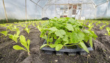 Fototapeta Mosty linowy / wiszący - Close up photo of vegetables in an organic greenhouse plantation, selective focus.