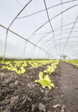 Fototapeta  - Close up photo of vegetables in an organic greenhouse plantation, selective focus.
