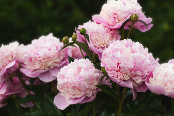 Wall Mural - peony sorbet in garden on sunny day. lat. paeonia lactiflora hybriden sorbet. big blooming pink peon