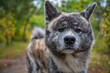 Close-up tired akita inu dog with gray fur in the forest, north sea, germany