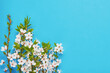 Blooming Plum tree branches on a bright blue background. Spring concept. Copy space for text, top view
