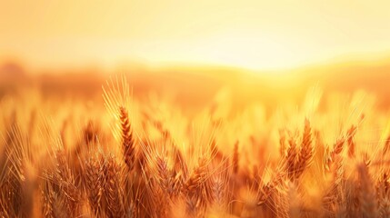 Wall Mural - Golden Wheat Field at Sunset