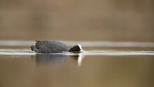 Eurasian Coot Swimming Gracefully In Calm Water