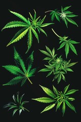 Wall Mural - Collection of marijuana leaves on a black background. Suitable for medical cannabis or recreational marijuana concept